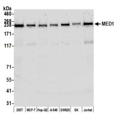 Western Blot: TRAP220/MED1 Antibody (BLR037F) [NBP2-76407]