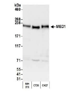 Western Blot: TRAP220/MED1 Antibody [NB100-2574]