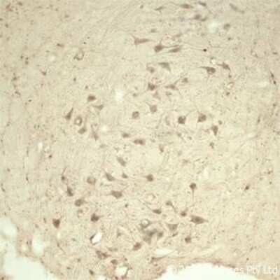 Immunohistochemistry: TRAPPC1 Antibody - Azide and BSA Free [NB100-98811]