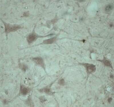 Immunohistochemistry: TRAPPC1 Antibody - Azide and BSA Free [NB100-98811]