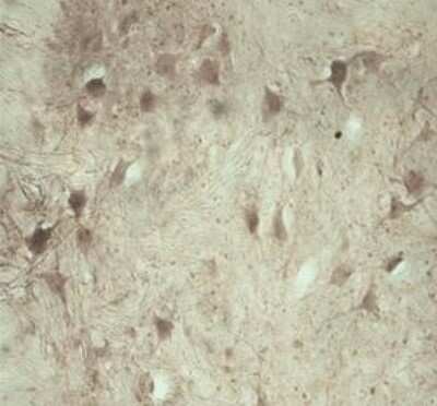 Immunohistochemistry: TRAPPC1 Antibody - Azide and BSA Free [NB100-98811]