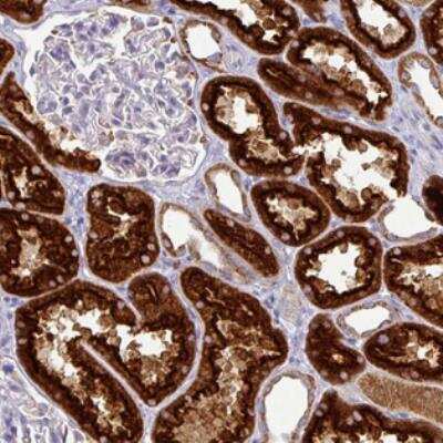 Immunohistochemistry-Paraffin: TRAPPC1 Antibody [NBP2-30722]