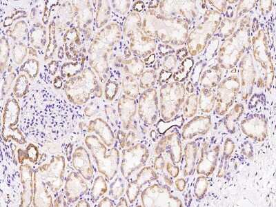 Immunohistochemistry-Paraffin: TRAPPC2L Antibody [NBP2-98640]