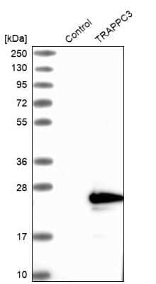 Western Blot: TRAPPC3 Antibody [NBP1-88664]