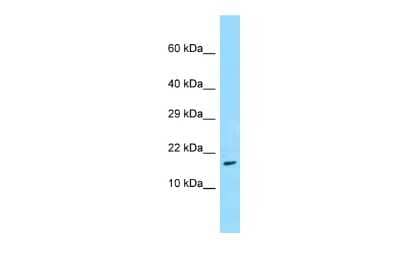 Western Blot: TRAPPC3 Antibody [NBP2-85980]