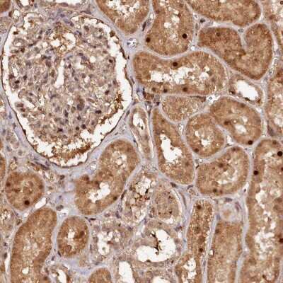 Immunohistochemistry-Paraffin: TRAPPC4 Antibody [NBP2-13475]