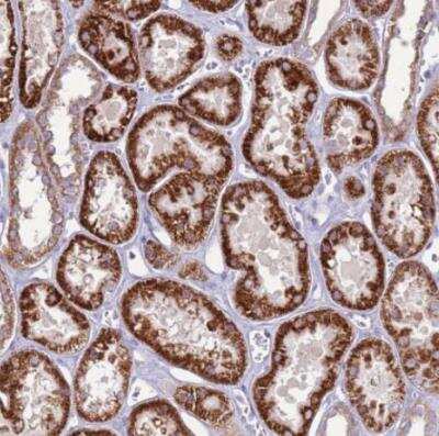 Immunohistochemistry-Paraffin: TRAPPC4 Antibody [NBP2-13476]
