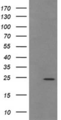 Western Blot: TRAPPC4 Antibody (OTI2G8)Azide and BSA Free [NBP2-74594]