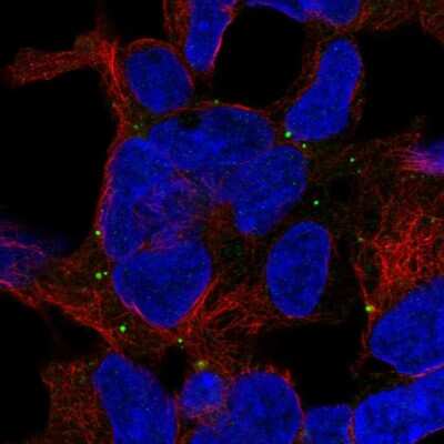 Immunocytochemistry/ Immunofluorescence: TRAPPC5 Antibody [NBP2-59002]