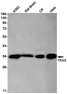 Western Blot: TRAX Antibody (S02-3D3) [NBP3-15102]