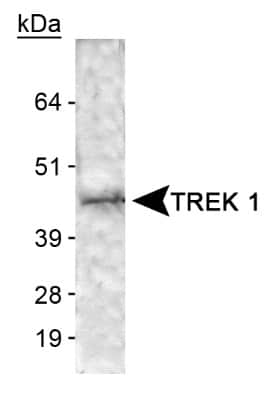 Western Blot: TREK 1 Antibody [NB110-41535]