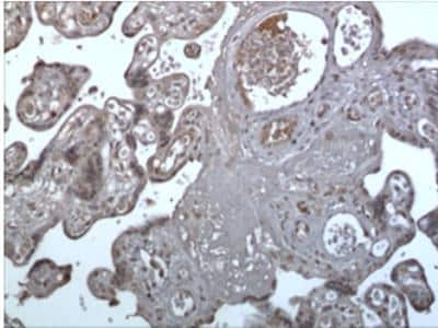 Immunohistochemistry-Paraffin: TREM1 Antibody (MM0583-9T3) - Azide and BSA Free [NBP2-11977]