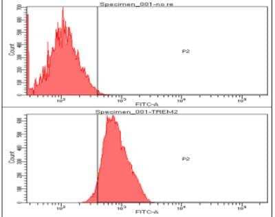 Flow Cytometry: TREM2 Antibody (2B5) - BSA Free [NBP1-07101]
