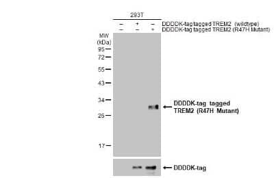 Western Blot: TREM2 AntibodyR47H Mutant [NBP3-13451]