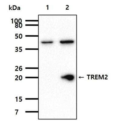 Western Blot: TREM2 Antibody (2B5)BSA Free [NBP1-07101]