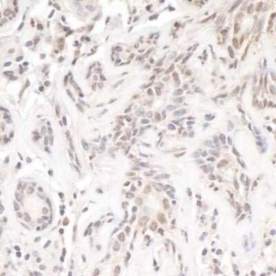 Immunohistochemistry: TRERF1 Antibody [NB100-81655]