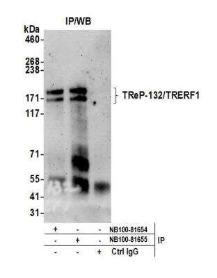 Immunoprecipitation: TRERF1 Antibody [NB100-81654]