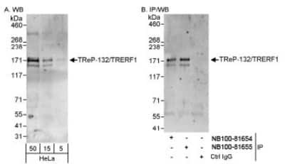 Western Blot: TRERF1 Antibody [NB100-81655]