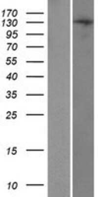 Western Blot: TRERF1 Overexpression Lysate [NBP2-05876]