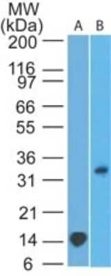 Western Blot: TREX1 Antibody (41M5F2)Azide and BSA Free [NBP2-80992]