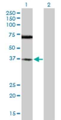 Western Blot: TREX1 Antibody [H00011277-D01P]