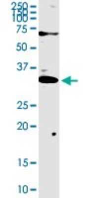 Western Blot: TREX1 Antibody [H00011277-D01P]