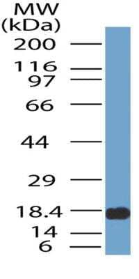 Western Blot: TREX1 AntibodyBSA Free [NBP2-29617]