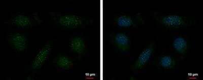 Immunocytochemistry/ Immunofluorescence: TRF-1 Antibody (4E4) [NBP1-41217]