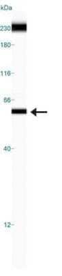 Simple Western: TRF-1 Antibody (57-6)Azide and BSA Free [NBP2-80993]