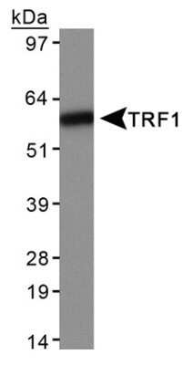 Western Blot: TRF-1 Antibody (57-6)Azide and BSA Free [NBP2-80993]