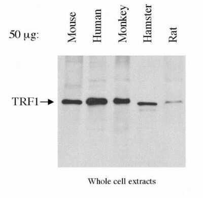 Western Blot: TRF-1 Antibody (57-6)Azide and BSA Free [NBP2-80993]