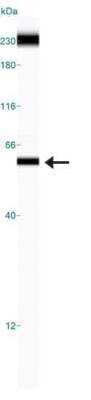Simple Western: TRF-1 Antibody (57-6) [NB110-68281]