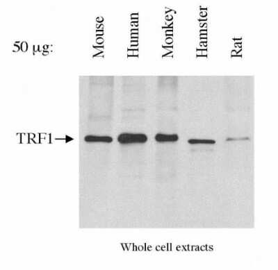 Western Blot: TRF-1 Antibody (57-6) [NB110-68281]