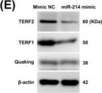 Western Blot: TRF-1 Antibody (57-6) [NB110-68281]