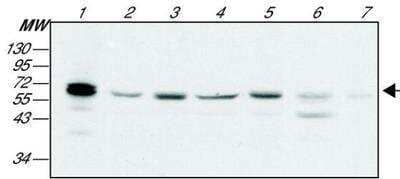 Western Blot: TRF-1 Antibody (TRF-78)BSA Free [NB100-1701]