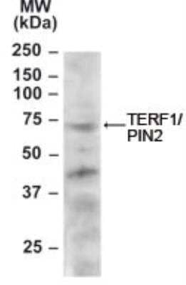 Western Blot: TRF-1 Antibody [NB100-891]