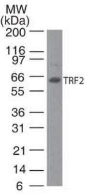 Western Blot: TRF-2 Antibody (4A794.15)Azide Free [NBP2-33212]