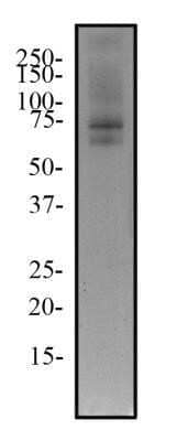 Western Blot: TRF-2 Antibody (4A794.15)Azide Free [NBP2-33212]