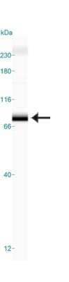 Simple Western: TRF-2 Antibody (4A794.15)BSA Free [NB100-56506]