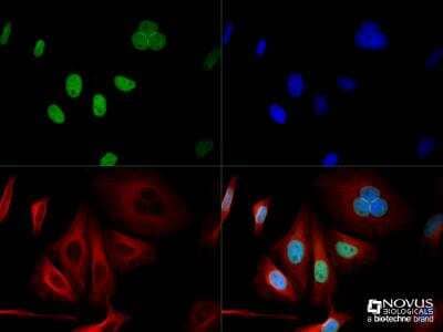 Immunocytochemistry/ Immunofluorescence: TRF-2 Antibody - BSA Free [NB110-57130]