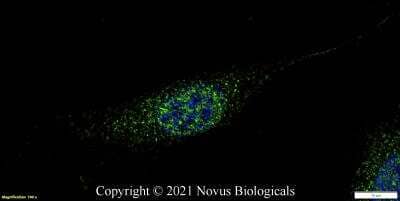 Immunocytochemistry/ Immunofluorescence: TRF-2 Antibody - BSA Free [NB110-57130]