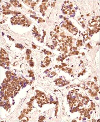Immunohistochemistry-Paraffin: TRF-2 Antibody - BSA Free [NB110-57130]