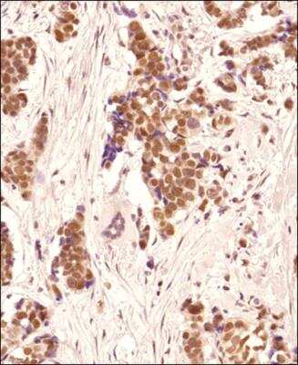 Immunohistochemistry-Paraffin: TRF-2 Antibody - BSA Free [NB110-57130]