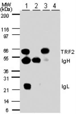 Immunoprecipitation: TRF-2 Antibody [NB100-56694]