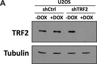 Knockdown Validated: TRF-2 Antibody [NB100-56694]