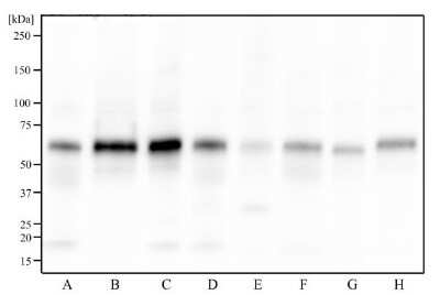 Western Blot: TRF-2 AntibodyBSA Free [NB110-57130]