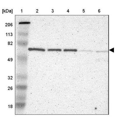 Western Blot: TRF-2 Antibody [NBP1-86911]