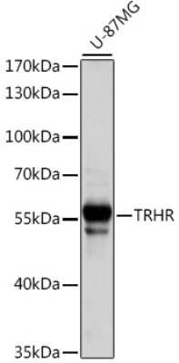 Western Blot: TRHR AntibodyAzide and BSA Free [NBP2-94601]