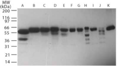 Western Blot: TRIAD3 Antibody [NB100-56891]