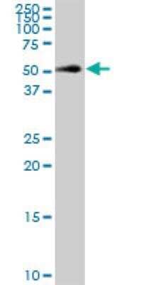 Western Blot: TRIB1 Antibody (4A10) [H00010221-M01]